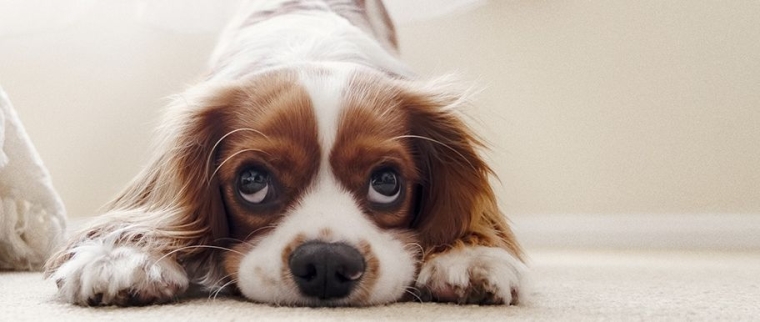 Adopter un chien maltraité